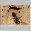 Mimumesa sp - Grabwespe 03a 6mm.jpg